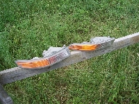 free Integra front turn signals