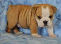 free  FREE English Bulldog puppies 
