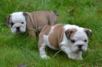 free Gorgeous English Bulldogs 